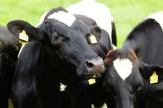 Genetisch hornlose Rinder – eine Alternative zum Enthornen
