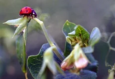 Marienkäfer auf Futtererbse