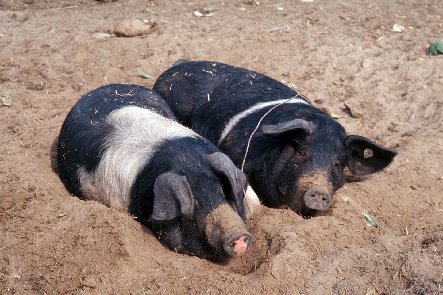 Bio-Schweine im Auslauf, Foto: Dominik Menzler, BLE