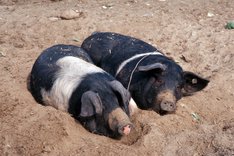 Ökologische Schweinehaltung