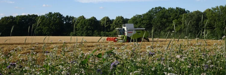 Blühende Blumen vor Feld
