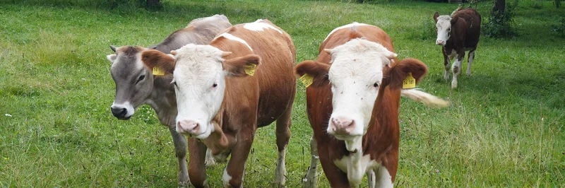 Drei Kälber auf der Weide.