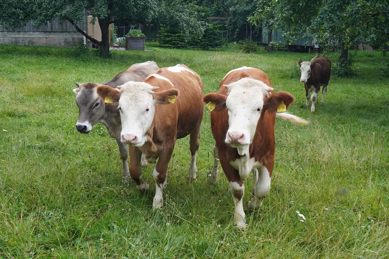 Drei junge Kälber auf der Weide.