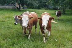 Die Schritte zur Herstellung von Bio-Käse