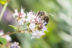 Biene auf blühender Blüte. Klick führt zu Großansicht.