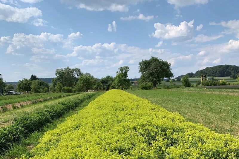 Frauenmantel auf dem Feld. Klick führt zu Großansicht in neuem Fenster.