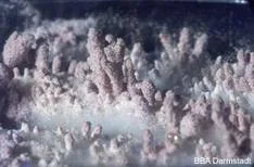 Isaria fumosorosea, Klick führt zu Großansicht in neuem Fenster