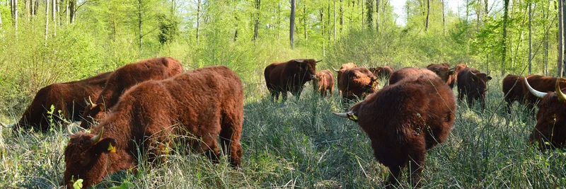 Rinder der Rasse Salers stehen und grasen in einem lichten Wald mit einzelnen Bäumen und offener Bodenvegetation