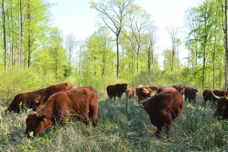 Rinder der Rasse Salers stehen und grasen in einem lichten Wald mit einzelnen Bäumen und offener Bodenvegetation