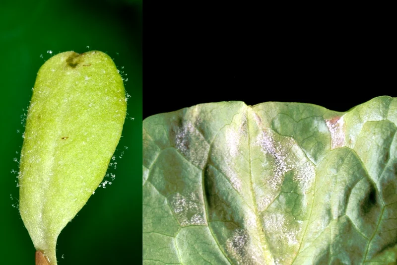 Falscher Salatmehltau (Bremia lactucae)