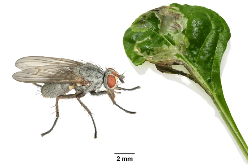 Rübenfliege (Pegomya betae)