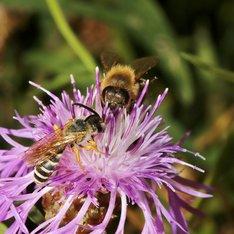 Zwei Bienen auf einer Blüte.