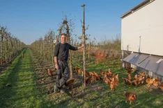 Verringerung des Schädlingsdrucks und Differenzierung der Betriebsstrukturen durch die Haltung von Geflügel in Mobilställen in Öko-Obstanlagen
