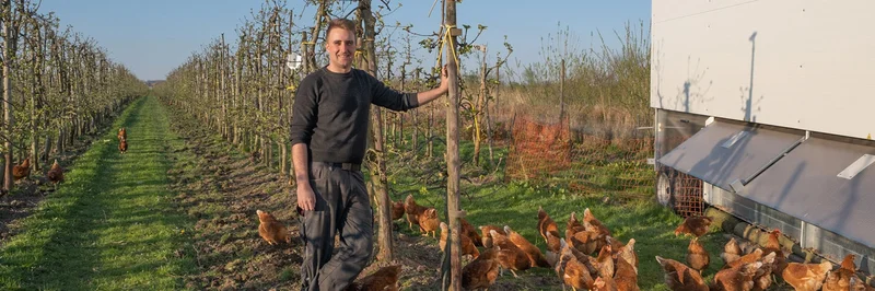 Mann steht in Obstplantage neben Hühnern und Hühnermobil. 