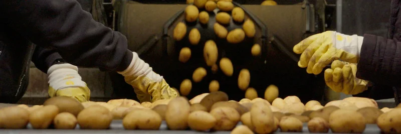 Zwei Mitarbeitende sortieren Kartoffeln auf einem Förderband.
