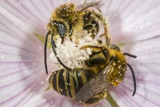 Malven-Langhornbiene (Tetralonia macroglossa ILLIGER, 1806)