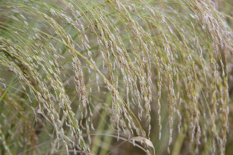 Teff auf einem Feld. Klick führt zu Großansicht in neuem Fenster.