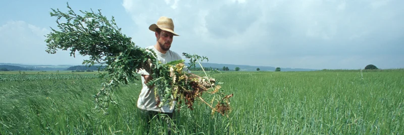 Landwirt in Linsen-Gerstengemenge.