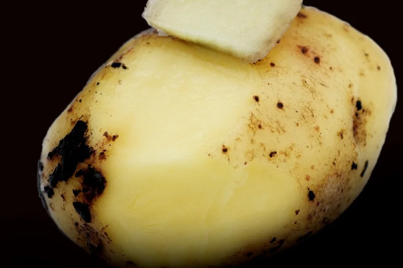 Kartoffel mit Rhizoctonia. Klick führt zu Großansicht in einer Lightbox. Zum Schließen der Lightbox ESC drücken.