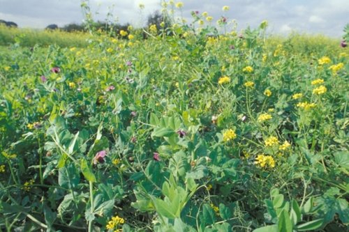 Blühendes Feld, Foto: Dominic Menzler
