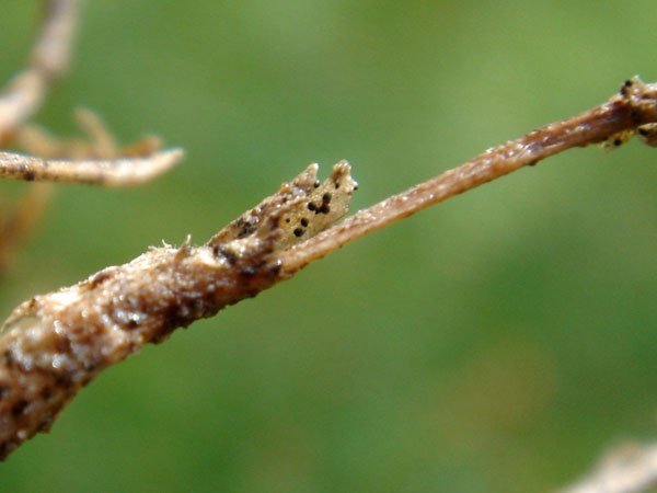 Mit Colletotrichum coccodes befallene Kartoffelwurzel. Klick führt zu Großansicht im neuen Fenster.