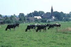 Kühe auf einer Weide. Klick führt zu Großansicht.