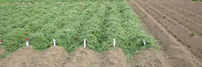 Kartoffeldämme mit und ohne Luzernegrasmulch.