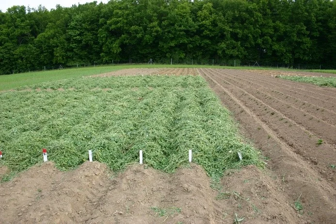 Erosionsprävention mit Transfermulch in Kartoffeln
