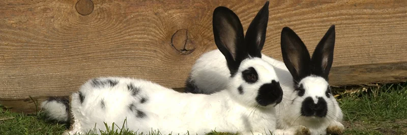 Zwei Biokaninchen liegen auf einer Wiese