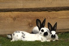 Ökologische Kaninchenhaltung