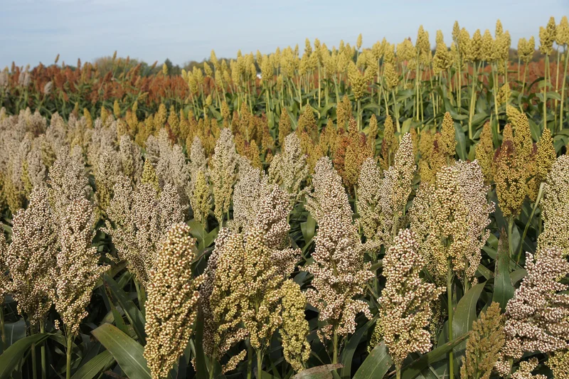 Sorghum-Hirse auf Feld. Kick führt zu Großansicht in neuem Fenster.
