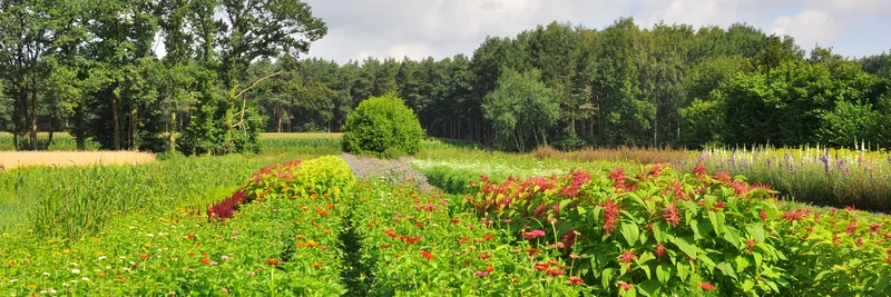 Einjährige Schnittblumen