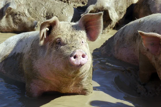 Schweine in der Suhle. Klick führt zu Großansicht in einer Lightbox. Zum Schließen der Lightbox ESC drücken.