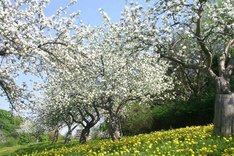Blick auf blühende Obstbäume. Klick führt zu Großansicht.