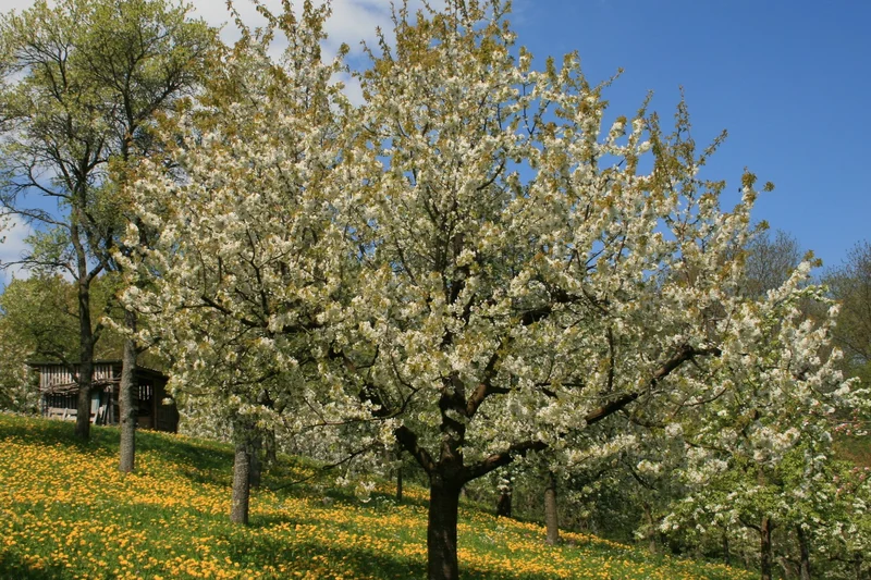 Blühende Streuobstwiese. Klick führt zu Großansicht in neuem Fenster.
