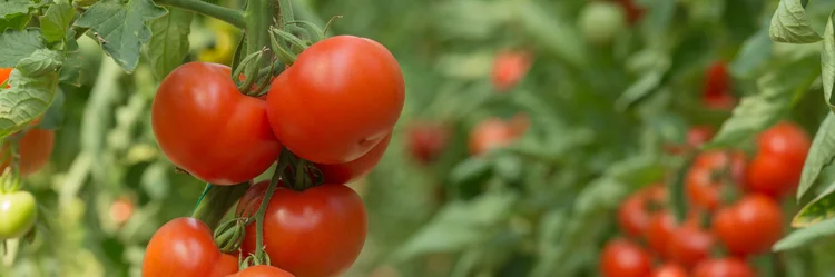 Tomaten am Strauch.