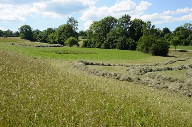 Wiesenlandschaft teilweise gemäht. Klick führt zu Großansicht im neuen Fenster.