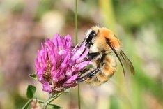 Hummel auf Blüte. Klick führt zu Großansicht.
