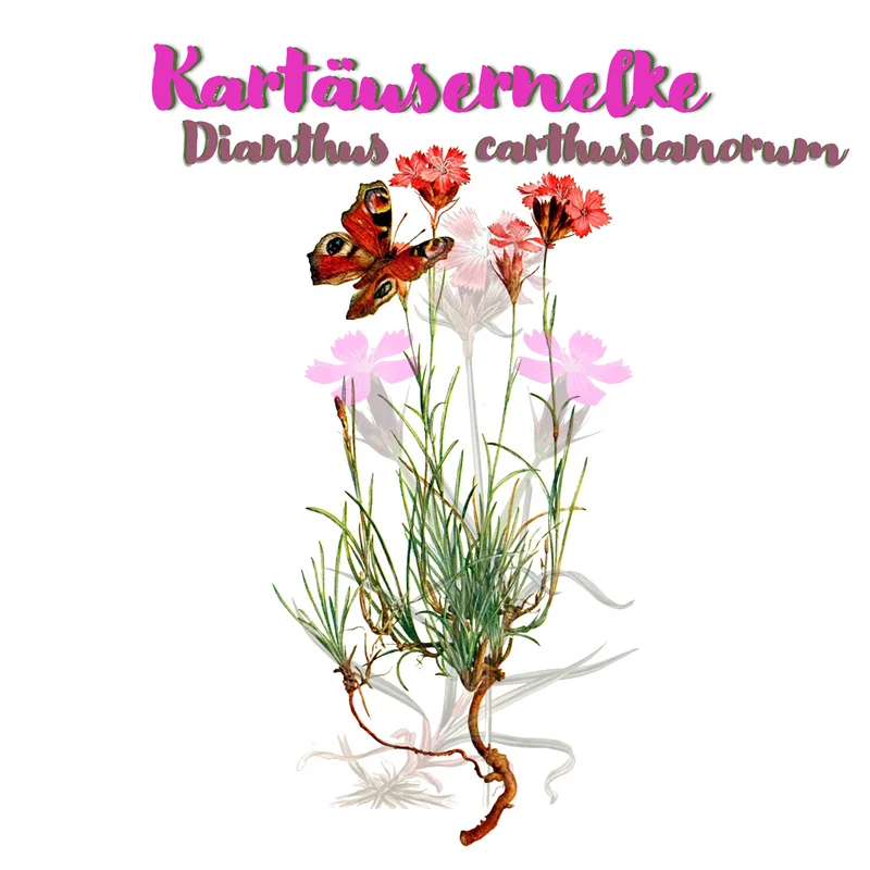 Grafik der Kartäusernelke. Klick führt zu Großansicht in einer Lightbox. Zum Schließen der Lightbox ESC drücken.