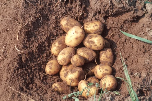 Kartoffelknollen auf einem Haufen, Klick führt zu Großansicht in neuem Fenster