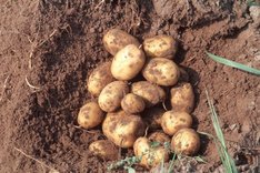 Ökologischer Kartoffelanbau