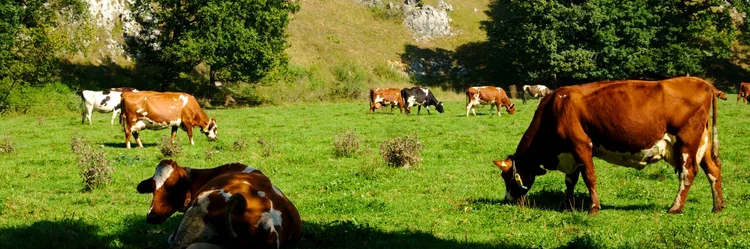 Kühe auf der Wiese