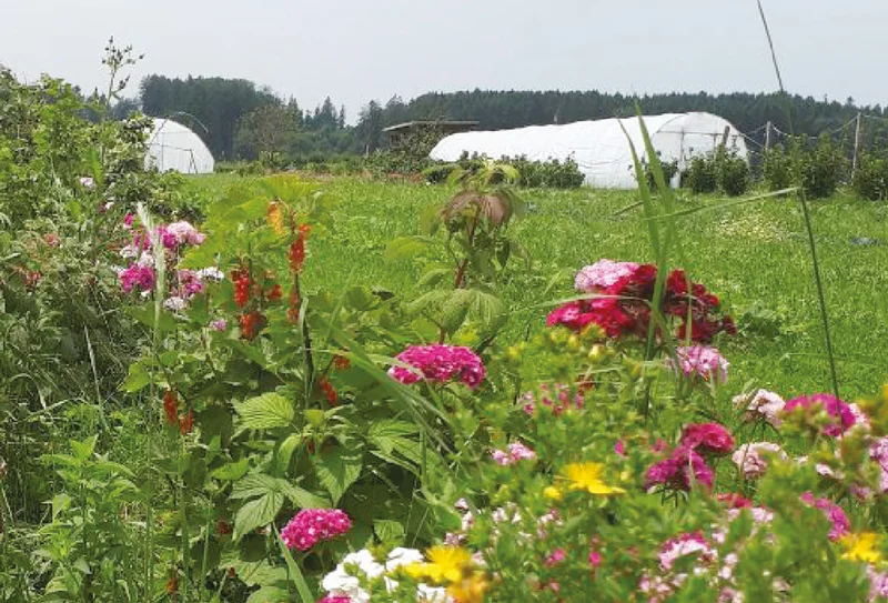 Buntes Feld mit Blühstreifen