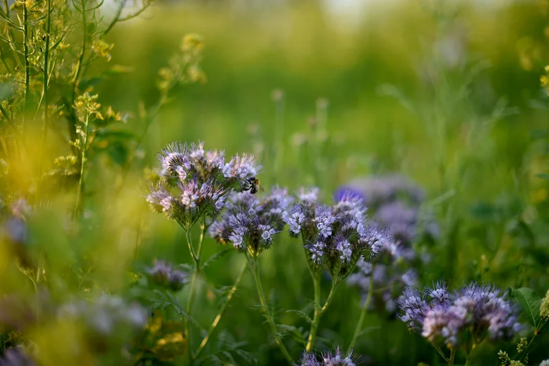 Phacelia mit Biene. Klick führt zu Großansicht in neuem Fenster.