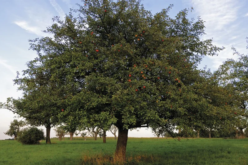 Apfelbaum. Klick führt zu Großansicht in neuem Fenster.