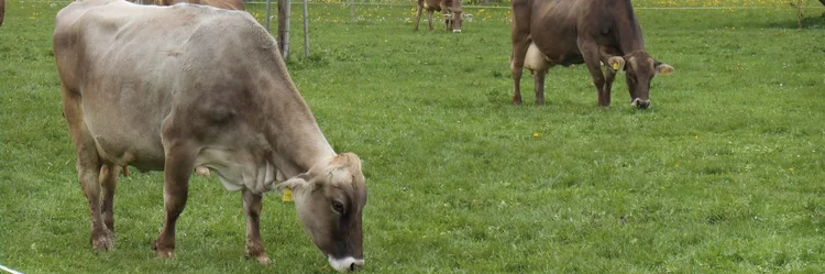 Grasfressendes Braunvieh.