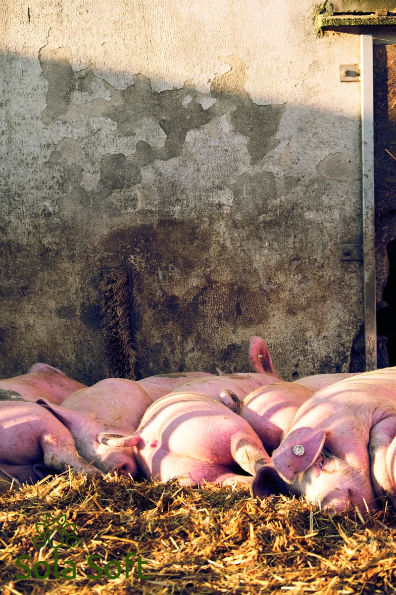 Schlafende Schweine