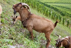 Weingut Melsheimer