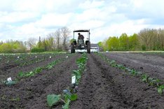 Landmaschine hackt im Blumenkohlfeld.