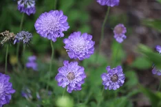 Pflanze des Monats September 2024: Tauben-Skabiose (Scabiosa columbaria)
